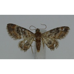 /filer/webapps/moths/media/images/P/palaearctica_Pasiphila_A_JMonks_04.jpg