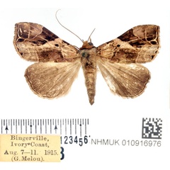 /filer/webapps/moths/media/images/A/ansorgei_Oglasa_AM_BMNH.jpg