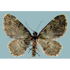 /filer/webapps/moths/media/images/S/smaragdinata_Piercia_AM_Staudeb.jpg