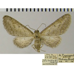 /filer/webapps/moths/media/images/A/atomaria_Eupithecia_AF_ZSM.jpg