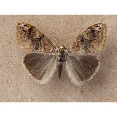/filer/webapps/moths/media/images/M/mixta_Bracharoa_A_Butler.jpg
