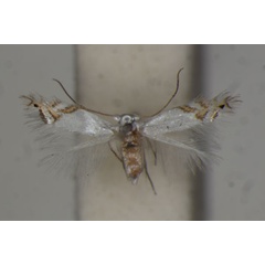 /filer/webapps/moths/media/images/P/parinaricola_Leucoptera_PT_BMNH.jpg