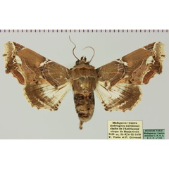 /filer/webapps/moths/media/images/D/dinota_Caligatus_AF_MNHNa.jpg