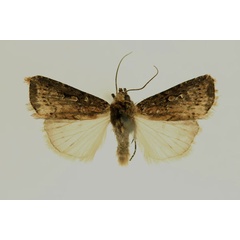 /filer/webapps/moths/media/images/F/fuscirufa_Amazonides_AM_RMCA.jpg
