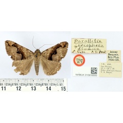 /filer/webapps/moths/media/images/D/diamesa_Parallelia_HT_BMNH.jpg