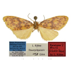 /filer/webapps/moths/media/images/F/friederikeae_Afrasura_PTF_BMNH.jpg
