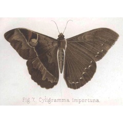 /filer/webapps/moths/media/images/I/importuna_Cyligramma_HT_Keferstein.jpg