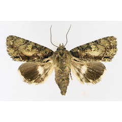 /filer/webapps/moths/media/images/V/virescens_Aedia_AF_TMSA_02.jpg