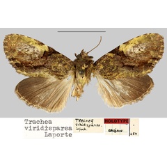 /filer/webapps/moths/media/images/V/viridisparsa_Trachea_HT_MNHN.jpg