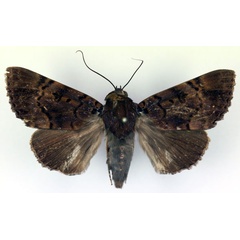 /filer/webapps/moths/media/images/M/melanis_Pseudoarcte_A_RMCA.jpg