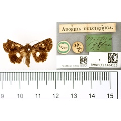/filer/webapps/moths/media/images/D/dulcistriga_Anophia_HT_BMNH.jpg