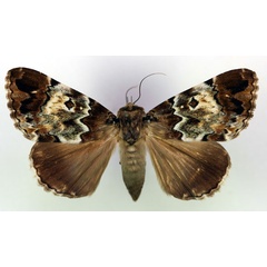 /filer/webapps/moths/media/images/S/sypnoides_Tolna_AF_RMCA.jpg