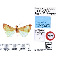 /filer/webapps/moths/media/images/O/obliqua_Paralephana_HT_BMNH.jpg