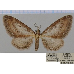 /filer/webapps/moths/media/images/J/jacksoni_Eupithecia_PTF_BMNH_02.jpg