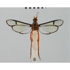 /filer/webapps/moths/media/images/F/flammipes_Tipulamima_STM_BMNH.jpg