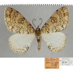 /filer/webapps/moths/media/images/A/anisoides_Ectropis_HT_ZSMa.jpg