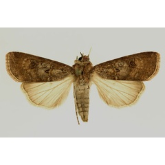 /filer/webapps/moths/media/images/R/radama_Agrotis_AF_RMCA.jpg