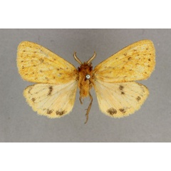 /filer/webapps/moths/media/images/R/rufa_Carcinarctia_HT_BMNH.jpg