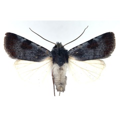 /filer/webapps/moths/media/images/E/ecvinacea_Lycophotia_AM_Aulombard.jpg