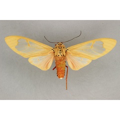 /filer/webapps/moths/media/images/M/madagascariensis_Amerila_AF_BMNH.jpg