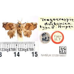 /filer/webapps/moths/media/images/D/durbanica_Trogocraspis_HT_BMNH.jpg
