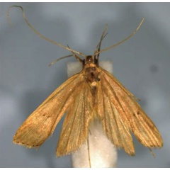 /filer/webapps/moths/media/images/L/larseni_Torodora_HT_BMNH.jpg