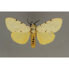 /filer/webapps/moths/media/images/M/meinhofi_Eyralpenus_AM_BMNH_01.jpg