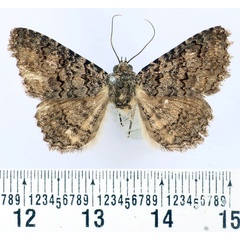 /filer/webapps/moths/media/images/C/cortytoides_Rhabdophera_AM_BMNH.jpg