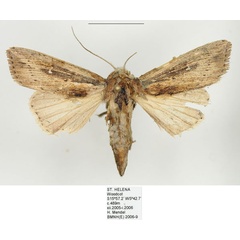 /filer/webapps/moths/media/images/P/ptyonophora_Leucania_AF_BMNH.jpg