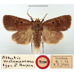 /filer/webapps/moths/media/images/M/melanomma_Athetis_HT_BMNH.jpg