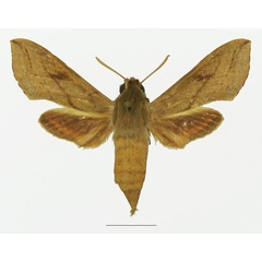 /filer/webapps/moths/media/images/R/roseipennis_Hippotion_AF_Basquina.jpg