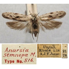 /filer/webapps/moths/media/images/S/semnopa_Anarsia_HT_TMSA.jpg