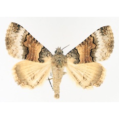 /filer/webapps/moths/media/images/L/leucoptera_Tytroca_AM_TMSA_02.jpg