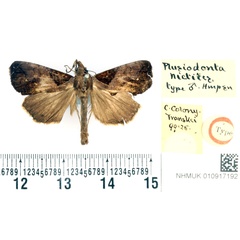 /filer/webapps/moths/media/images/N/nictites_Plusiodonta_HT_BMNH.jpg