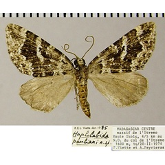 /filer/webapps/moths/media/images/P/pauliani_Haplolabida_AF_ZSMa.jpg