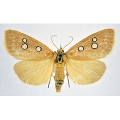 /filer/webapps/moths/media/images/C/cinctigutta_Rhanidophora_AF_NHMO.jpg