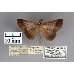 /filer/webapps/moths/media/images/M/megarthra_Plecoptera_PT_OUMNH_01.jpg