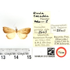 /filer/webapps/moths/media/images/C/catadela_Rivula_HT_BMNH.jpg