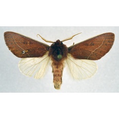 /filer/webapps/moths/media/images/A/albicostata_Janthinisca_AM_NHMO.jpg