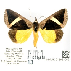 /filer/webapps/moths/media/images/H/hayesi_Fodina_AF_BMNH.jpg