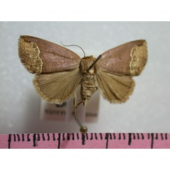 /filer/webapps/moths/media/images/L/leucosticha_Plecoptera_A_Revell.jpg