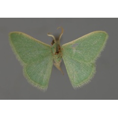 /filer/webapps/moths/media/images/U/unicolorata_Hemidromodes_A_ZSM_01.jpg