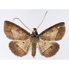 /filer/webapps/moths/media/images/F/fumipennis_Tatorinia_AM_TMSA_01.jpg