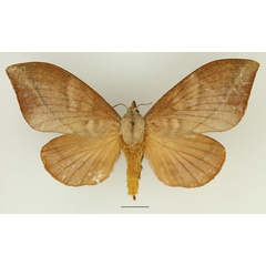 /filer/webapps/moths/media/images/R/rectilineata_Muzunguja_AF_Basquin_01.jpg