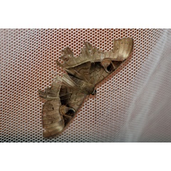 /filer/webapps/moths/media/images/F/fluctuosa_Cyligramma_A_Voaden.jpg