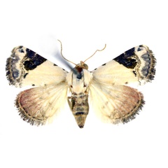 /filer/webapps/moths/media/images/E/ecthaemata_Eublemma_A_NHMO.jpg