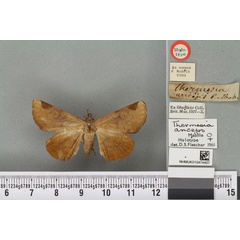 /filer/webapps/moths/media/images/A/anceps_Thermesia_HT_BMNHa.jpg