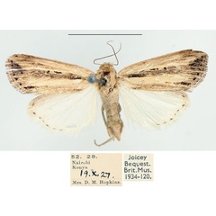 /filer/webapps/moths/media/images/P/persecta_Mythimna_AF_BMNH_02.jpg
