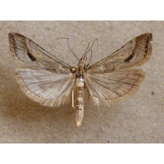 /filer/webapps/moths/media/images/M/monostigma_Diasemia_A_Butler_03.jpg