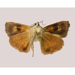 /filer/webapps/moths/media/images/P/paulianii_Hyblaea_HT_MNHNb.jpg